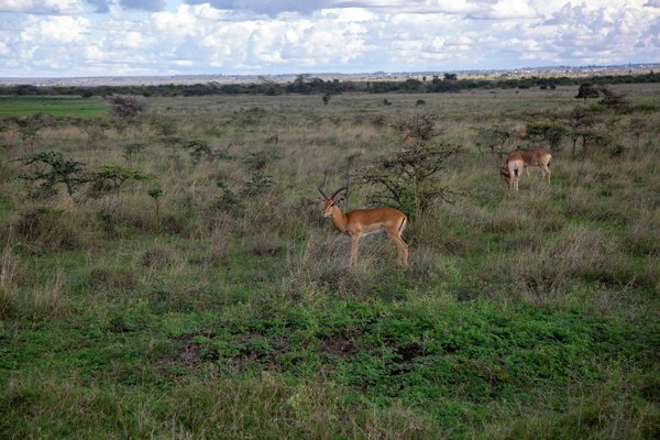 Pourquoi choisir des espèces locales pour résister aux changements climatiques